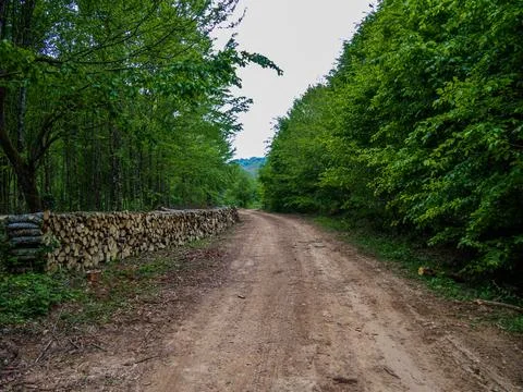 The forest road in spring Stock Photos