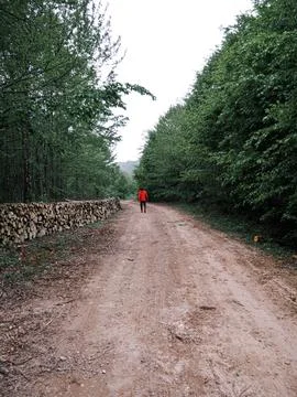 The forest road in spring Stock Photos