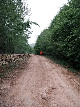 The forest road in spring Stock Photos