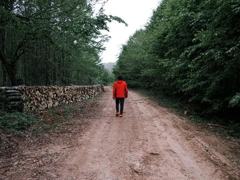 The forest road in spring Stock Photos