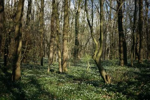 Forest road in the spring season Stock Photos