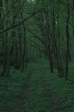 Forest road in the spring season Stock Photos
