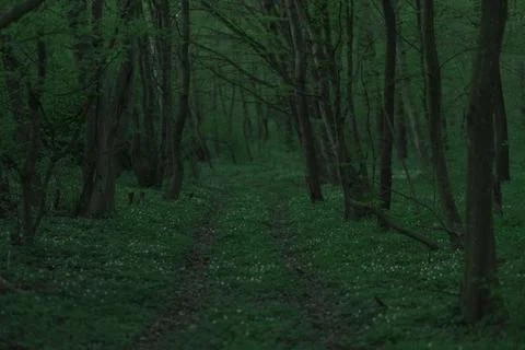 Forest road in the spring season Stock Photos