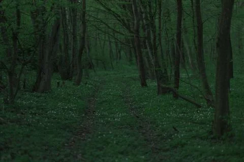Forest road in the spring season Stock Photos