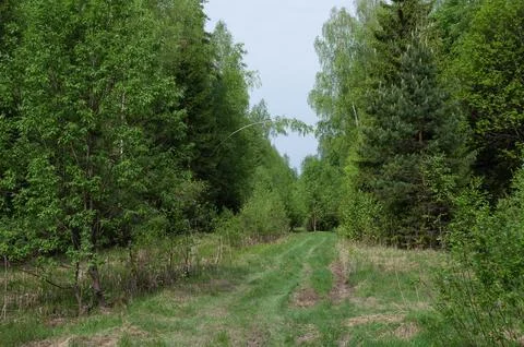 Forest road, spring time Foto stock