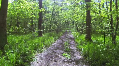 Forest road in spring wood Stock Footage 39754490