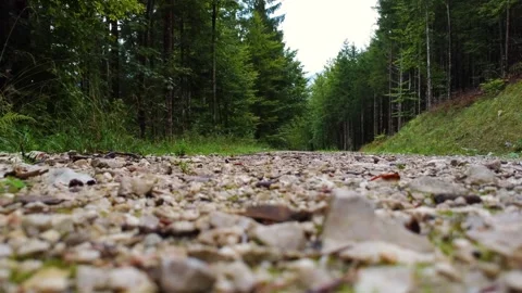 Forest road sprinkled with crushed stone, camera movement, hit-and-run. Stock Footage 290077778