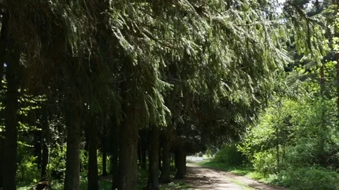 Forest road in spruce forest in the summer day, natural light, no people, zoom i Stock Footage 82230592