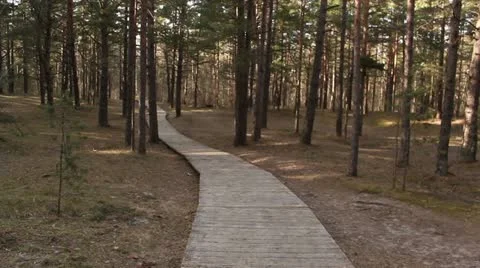 Forest road with steadicam Stock Footage 10882985