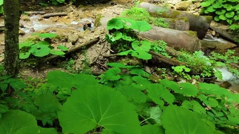 Forest, road, stream, waterfall. Stock Footage 279572416