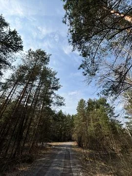Forest road stretching into distance between tall pine trees, mystery woodl.. Stock Photos