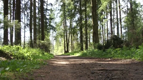 Forest road in summer Stock Footage 90263178