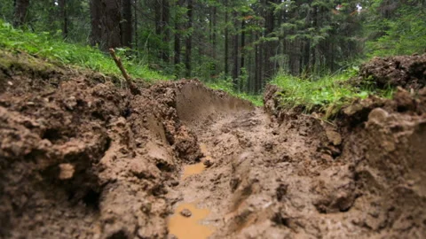 Forest road in summer Video stock 100765224