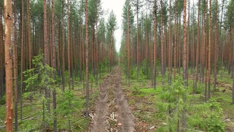 Forest road in the summer forest Stockbeeldmateriaal 314378934