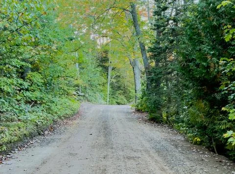 A forest road in the summer Stock Photos