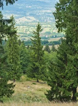 Forest road summer view Stock Photos