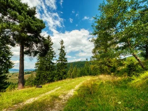 Forest road summer view Stock Photos
