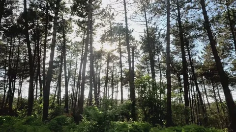 Forest Road Sun Light Rays Background Stock Footage 339952914
