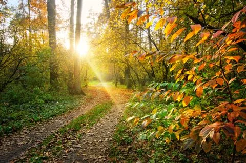 Forest road at sunset 스톡 사진