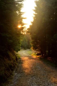 Forest road at sunset, sun rays shining through trees. Stock Photos