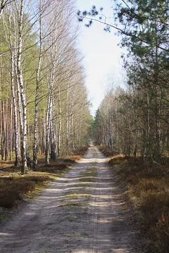 A forest road surrounded by birch trees in early spring Stock Photos