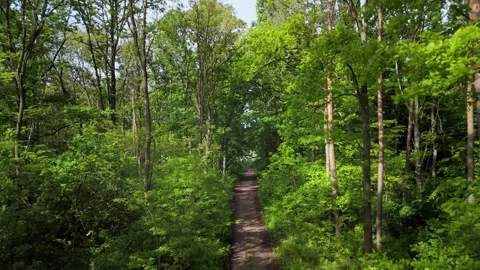 Forest road surrounded by lush green Stock Footage 317684310