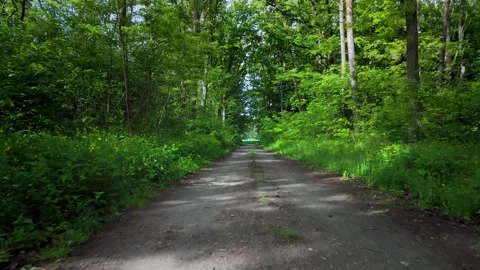 Forest road surrounded by lush green Stock Footage 317684387