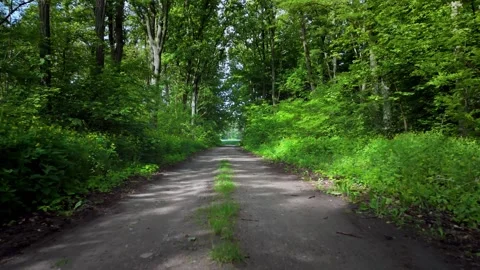 Forest road surrounded by lush green Stock Footage 317684625