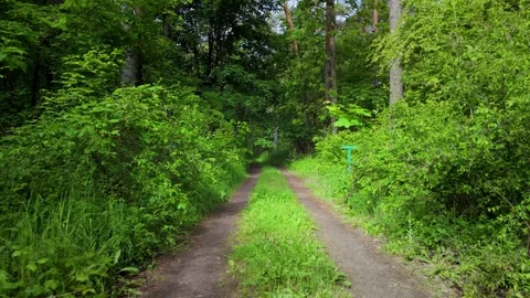 Forest road surrounded by lush green Stock Footage 317684962