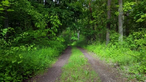 Forest road surrounded by lush green Stock Footage 317685242