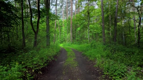 Forest road surrounded by lush green Stock Footage 317685726
