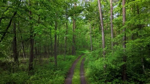 Forest road surrounded by lush green Stock Footage 317686977