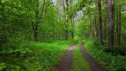 Forest road surrounded by lush green Stock Footage 317689239