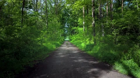 Forest road surrounded by lush green Stock Footage 317690322