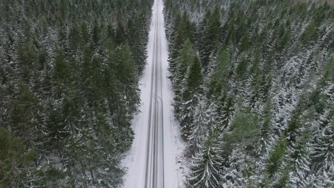 A forest road surrounded by spruce trees in a winter landscape Stock Footage 293728248