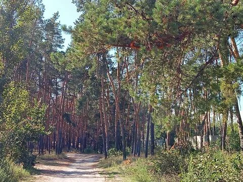 Forest road surrounded by tall pine trees Stock Photos