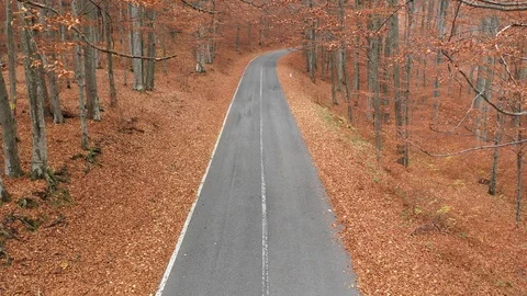 Forest road surrounded by trees in fall season aerial video footage shot using a Video stock 98127084