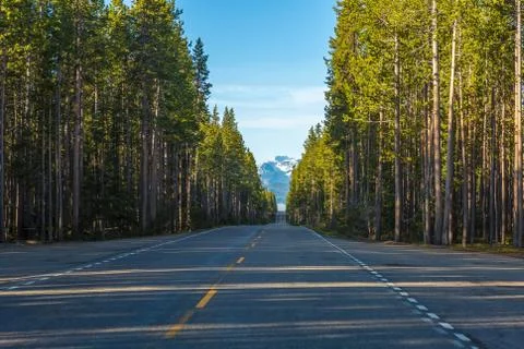 Forest Road to the Tetons Stock Photos