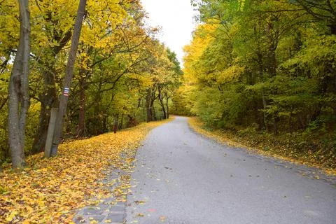 Forest road through the autumn forest Stock Photos