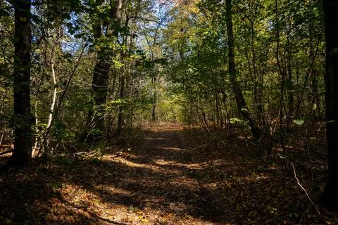 A forest road through a dense deciduous forest covered with last year's leave Stock Photos