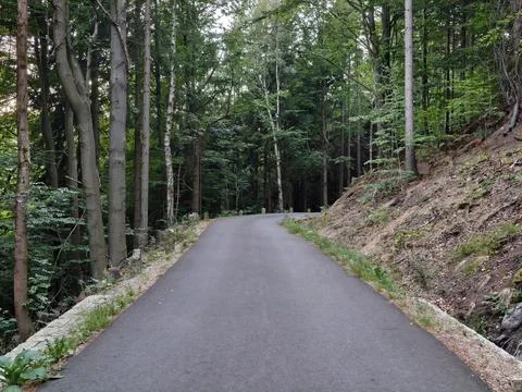 Forest road through dense green woods narrow asphalt path surrounded by tal.. Stock Photos