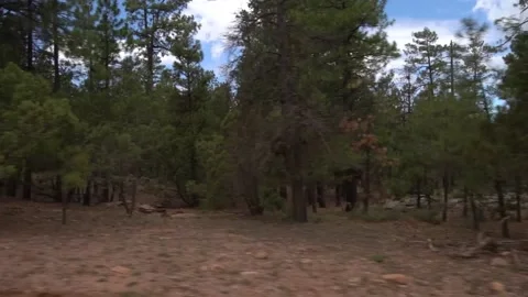 Forest Road through pine trees and cliffs on AZ Mogollon Rim. Stock Footage 151297236