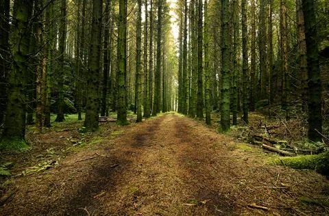 Forest road through a swedish spruce forest Stock Photos