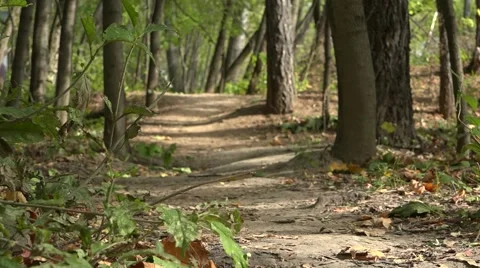 Forest road. Through the trees the sun shines. Video stock 66878581