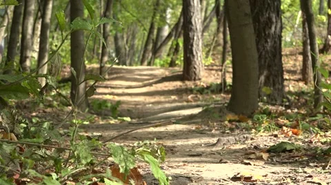 Forest road. Through the trees the sun shines. Video stock 66878648