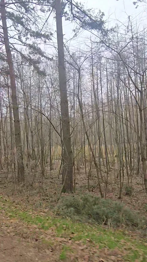 Forest Road Through Wild Nature Stock Footage 312432746