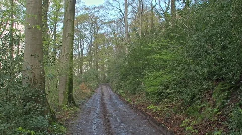 Forest road through the woods Video stock 62488600