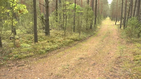 Forest road. Time lapse Stock-Footage 55034672