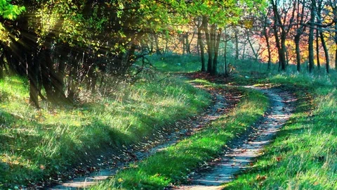 Forest road timelapse Stock Footage 80364106