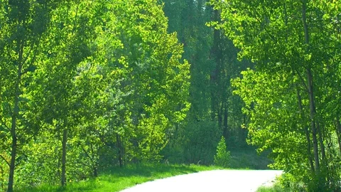 Forest Road Trees Stock Footage 89912833